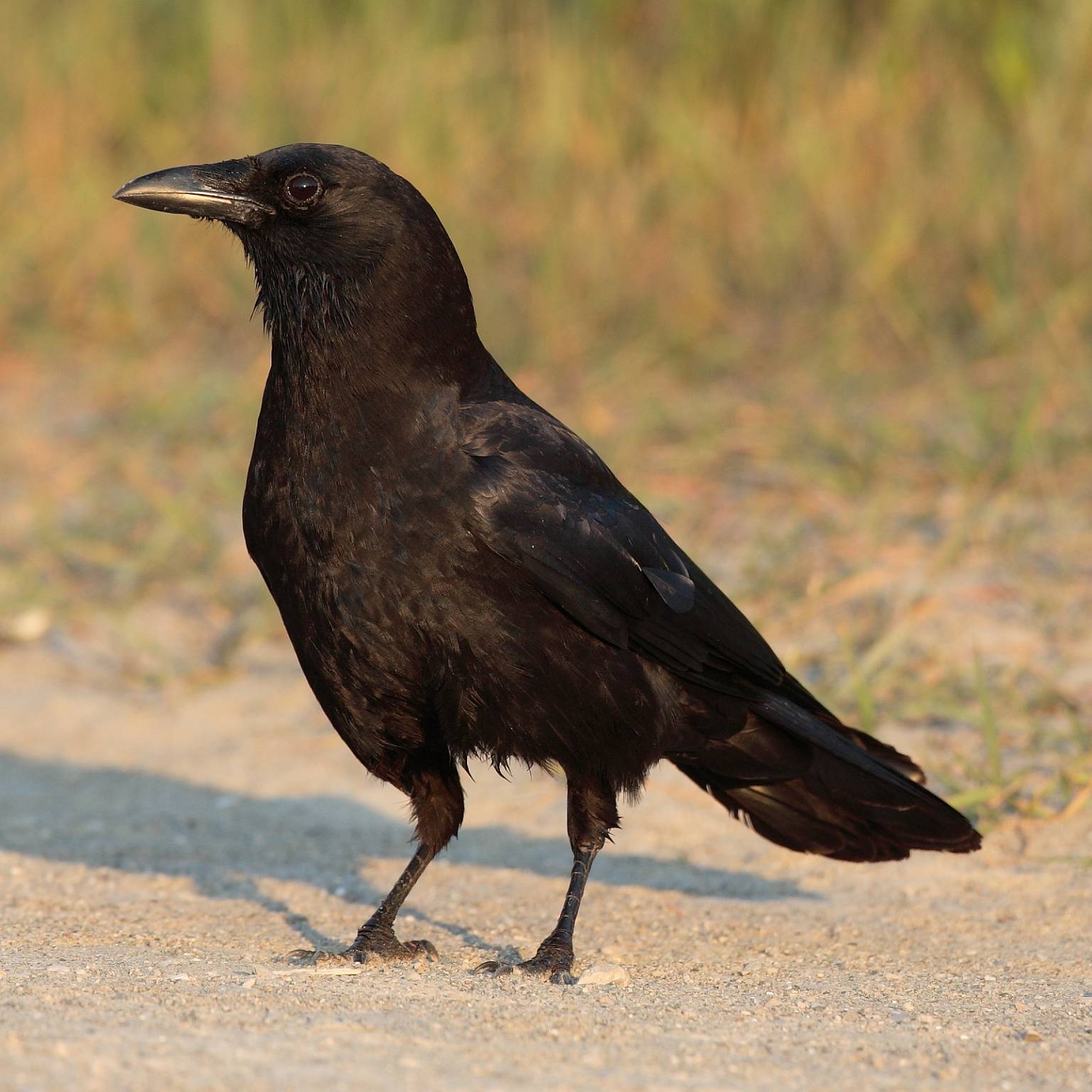 Top 10 Amazing Types OF Black Birds