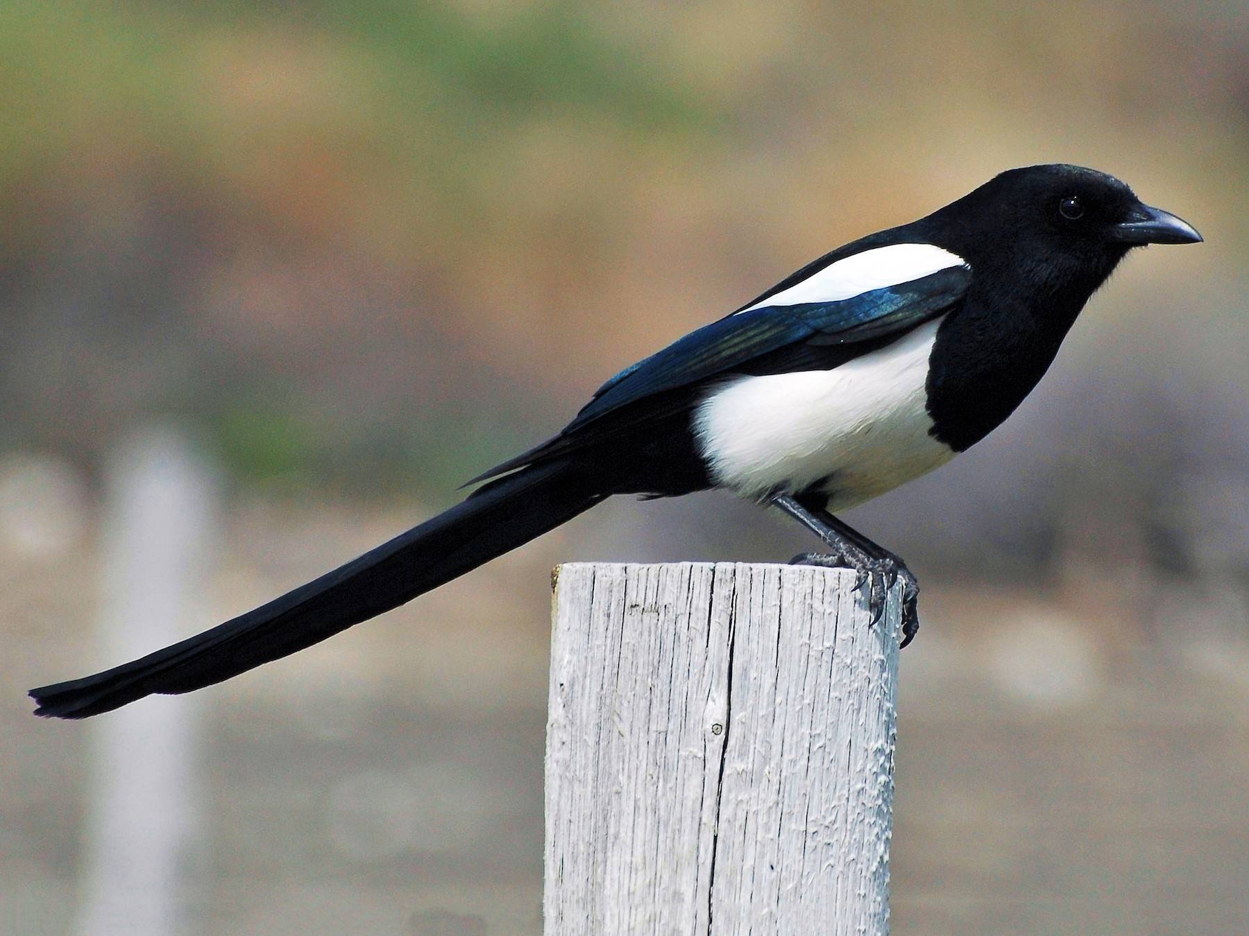 Top 10 Amazing Types OF Black Birds 2020