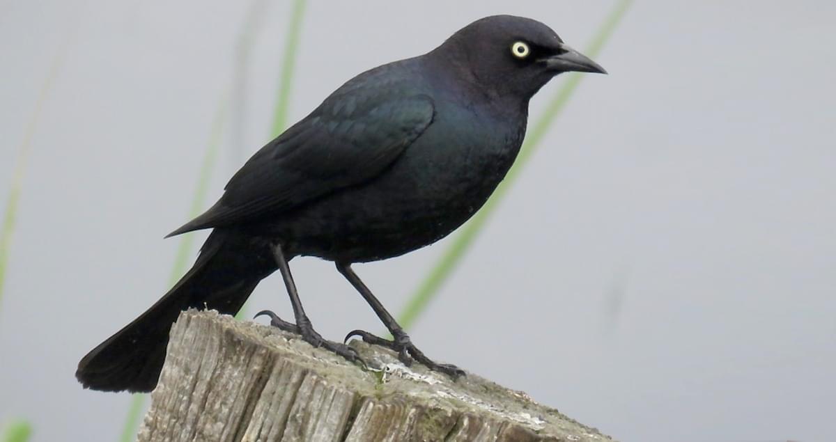 Amazing Types OF Black Birds
