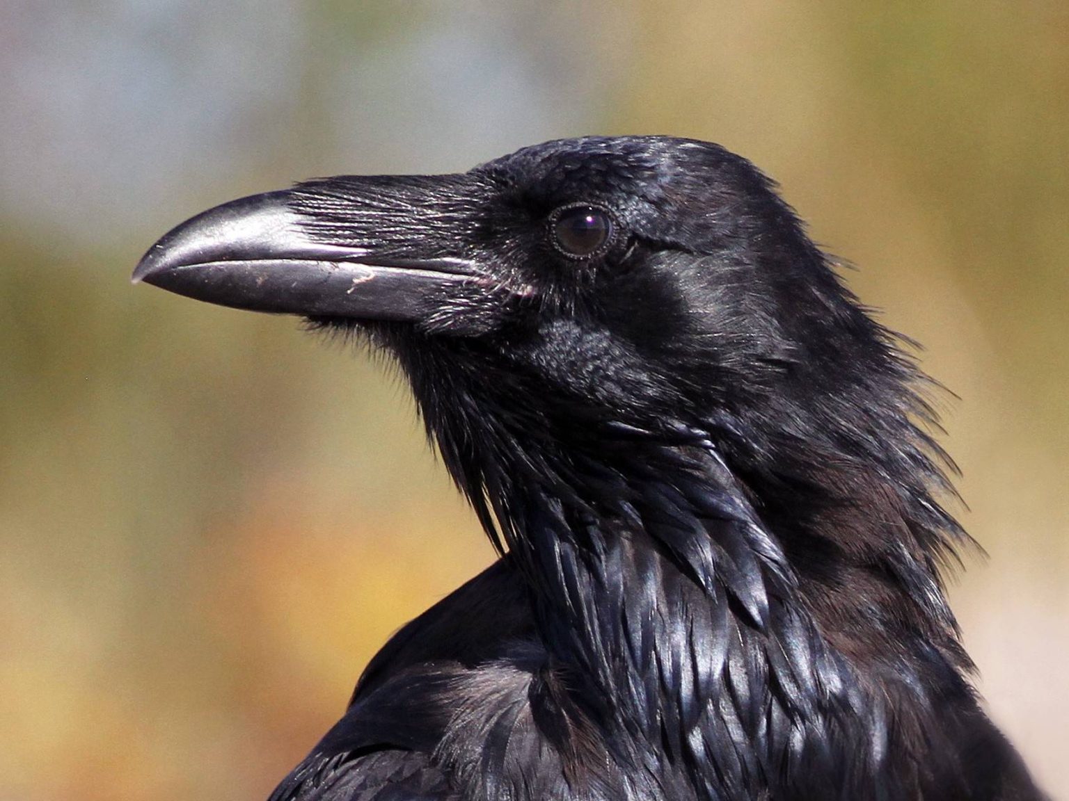 Top 10 Amazing Types OF Black Birds | World's Top Insider