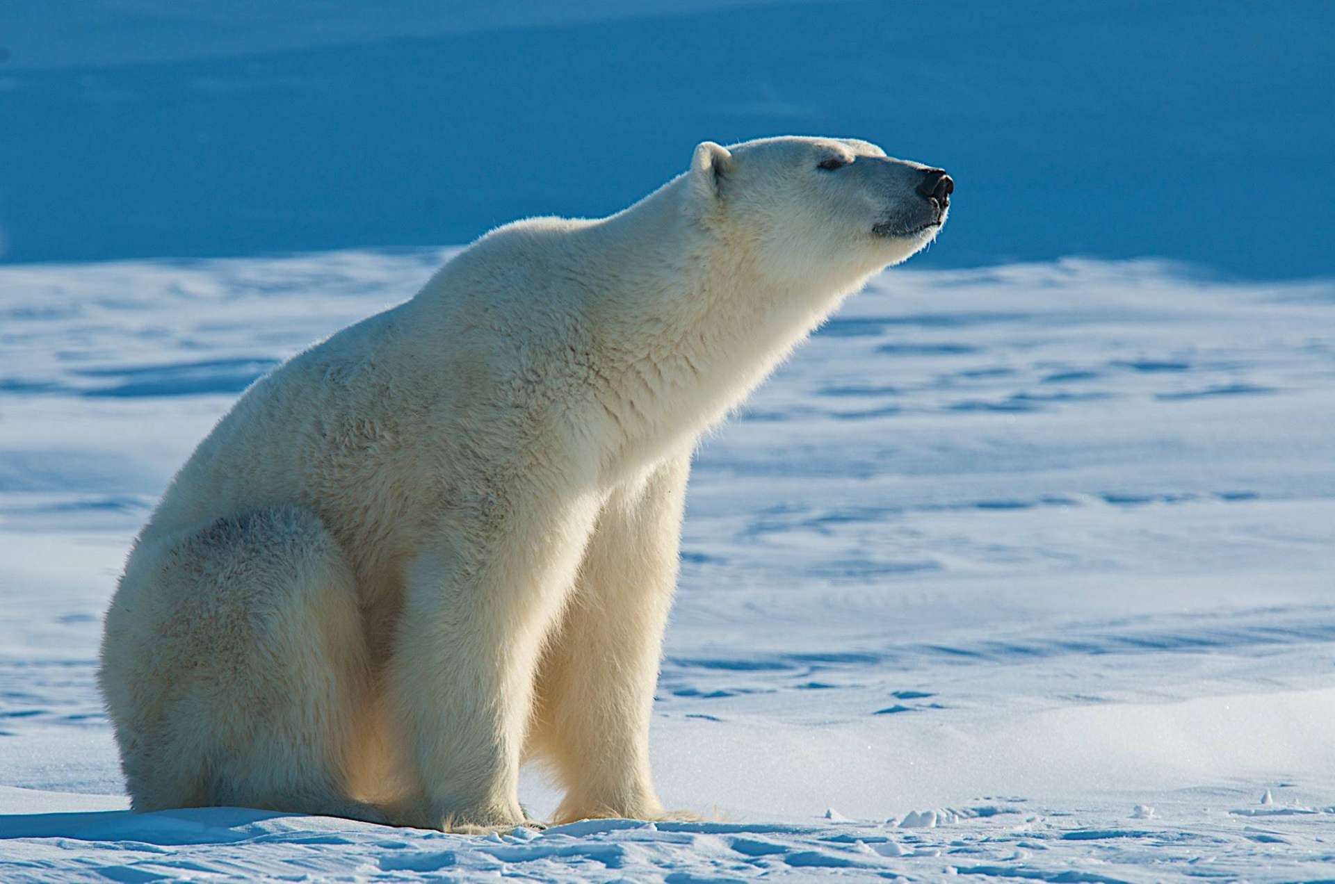 polar bears predators