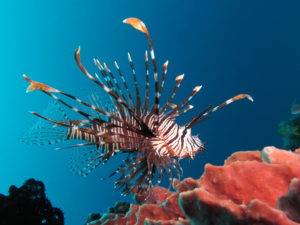 Top 10 Beautiful Fishes In The World