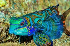 Beautiful Fishes