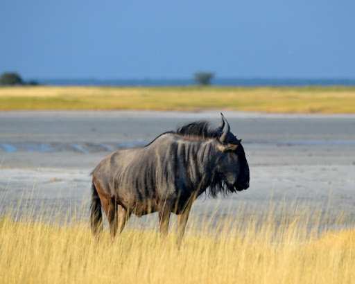 Top 10 Fastest Animals In The Word