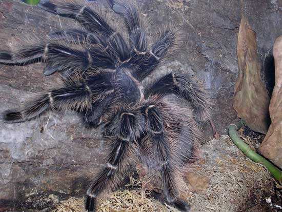  Biggest Spiders In The World