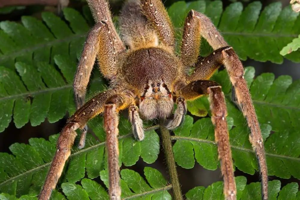 15 Biggest Spiders In The World