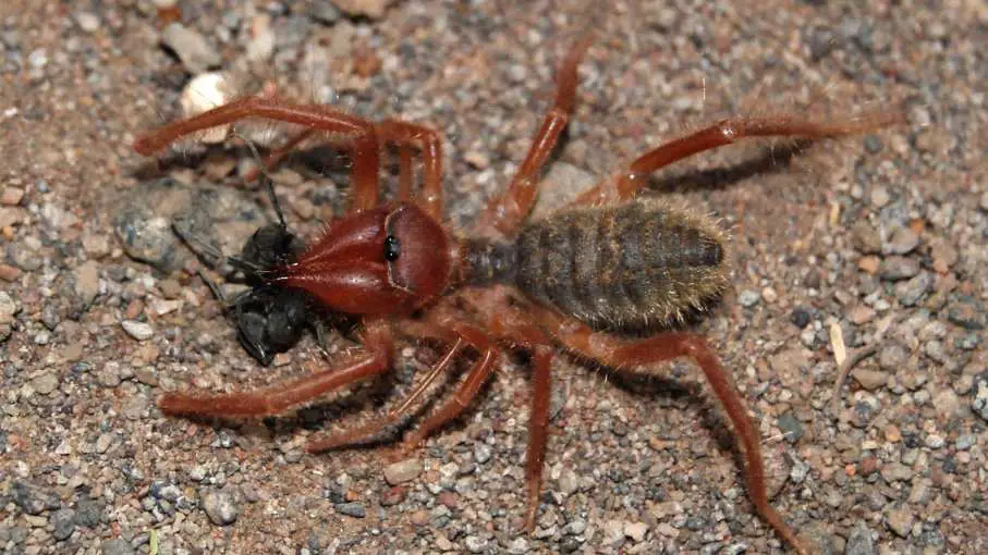 Top 15 Biggest Spiders In The World