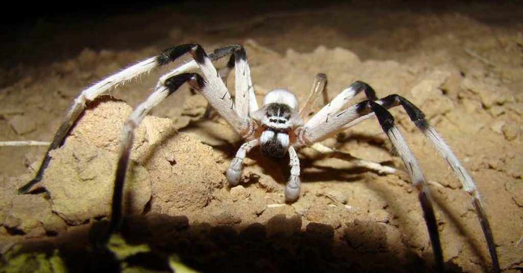 Top 15 Biggest Spiders In The World