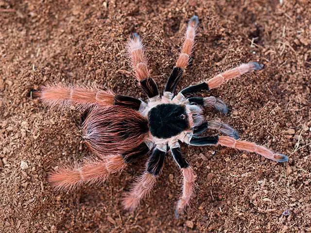 Top 15 Biggest Spiders