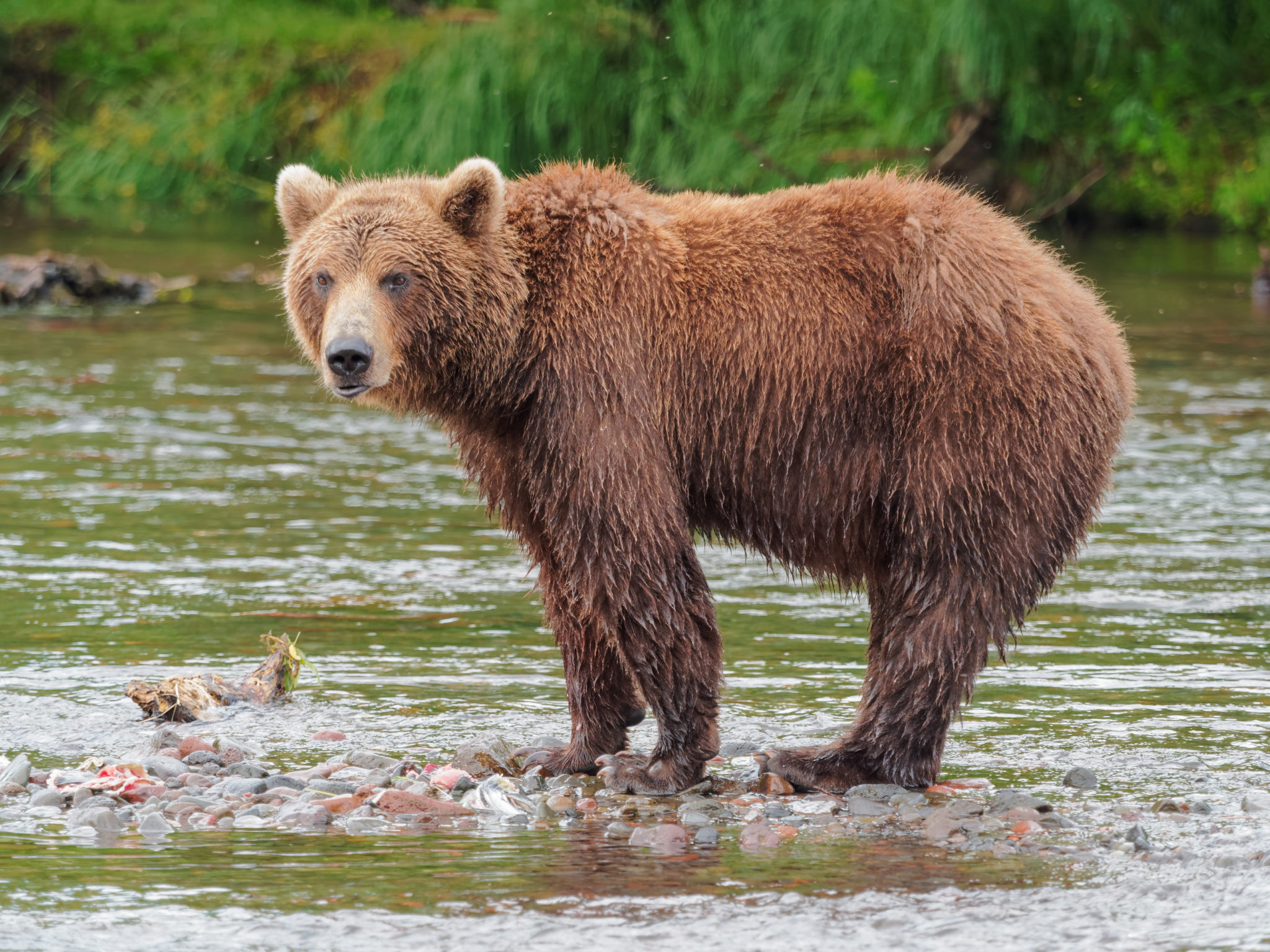 Top 10 Biggest Bears In The World currentyear World's Top Insider