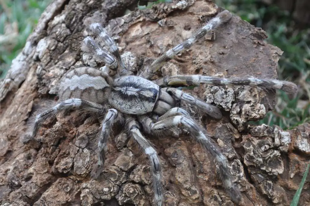 Biggest Spiders In The World