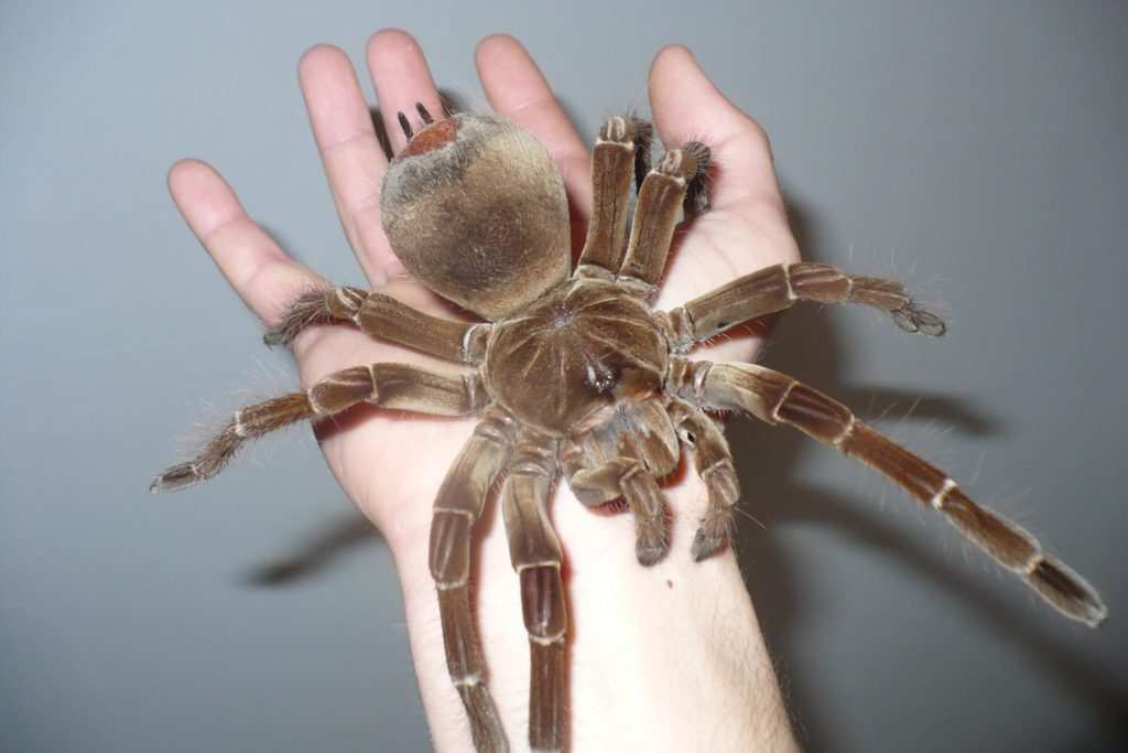 Top 15 Biggest Spiders In The World