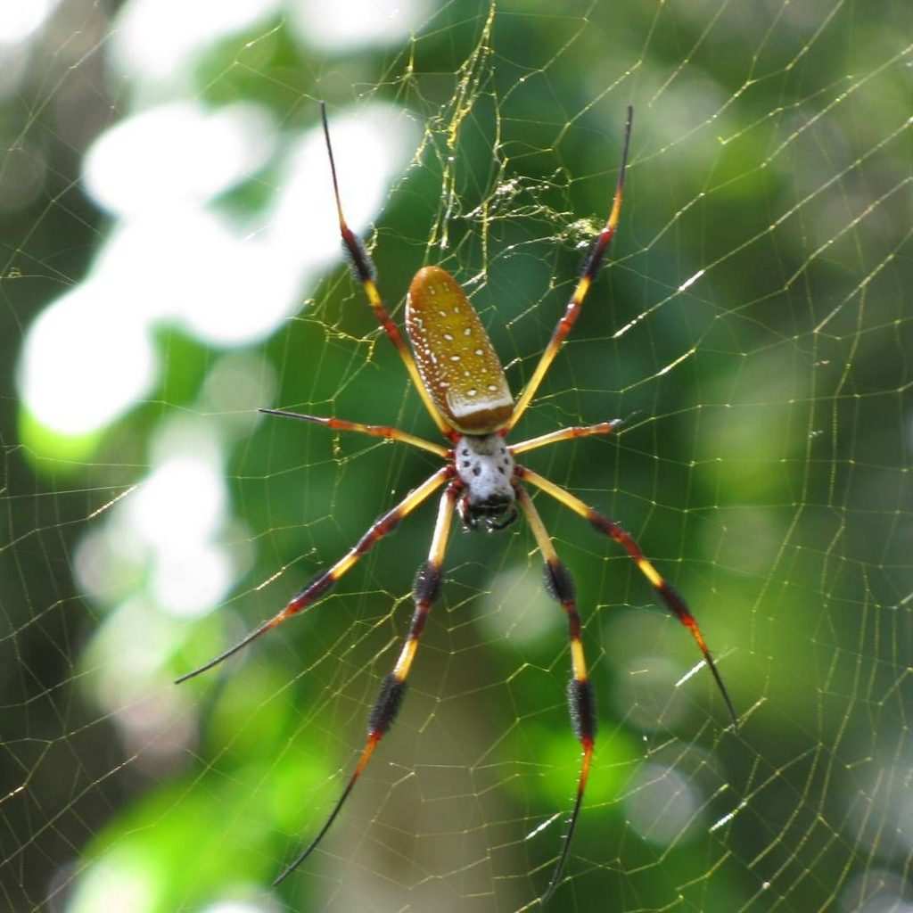  Biggest Spiders 