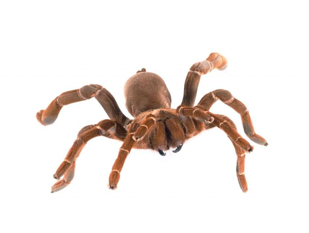 Top 15 Biggest Spiders In The World