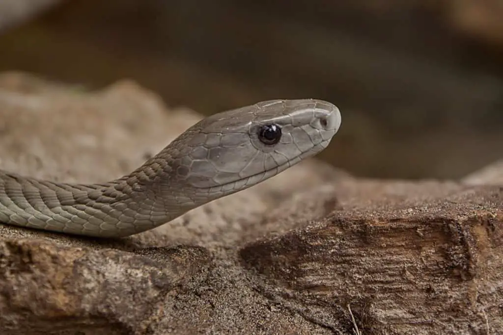 Top 10 Coolest Snakes