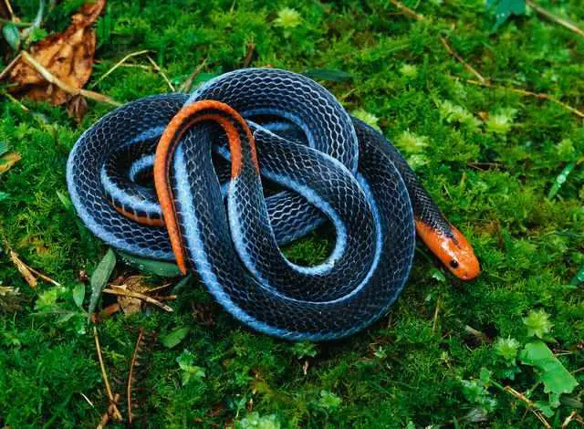 Top 10 Coolest Snakes In The World