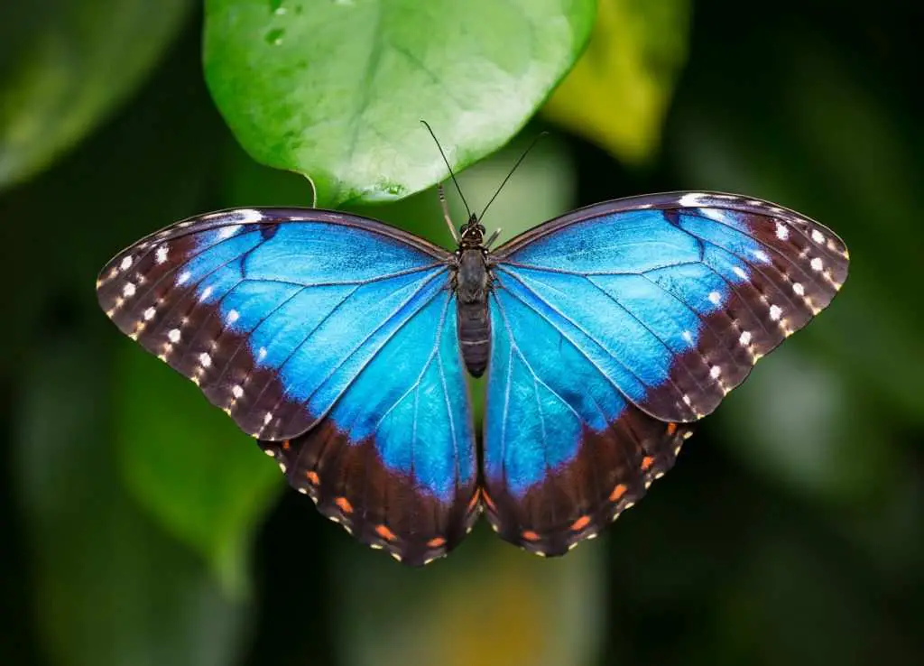 Top 10 Most Beautiful Butterflies 