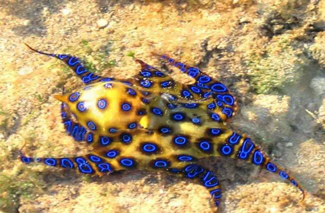 Top 10 Most Colorful Animals In The World