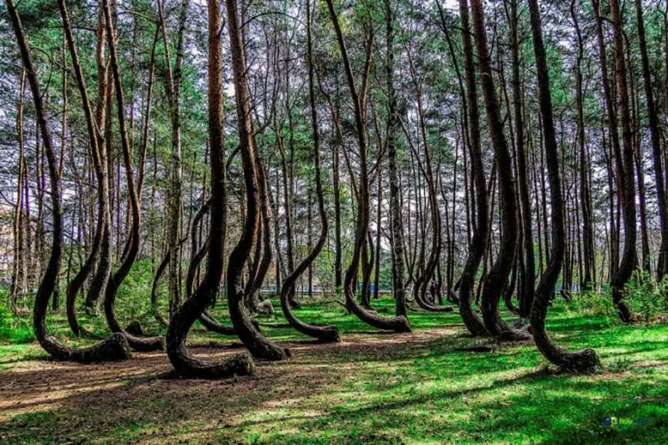 10 Most Beautiful Forest