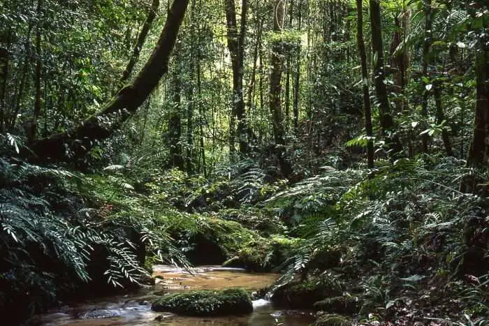 Top 10 Most Beautiful Forest In The World