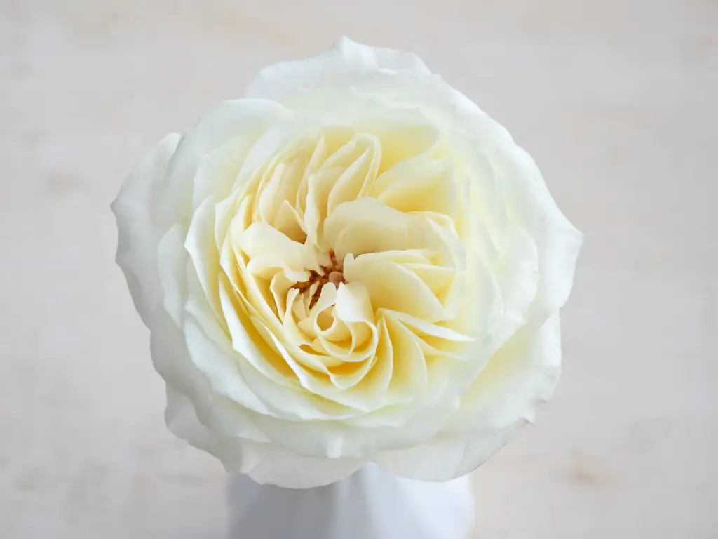 DAVID AUSTIN ROSE Beautiful Rose 