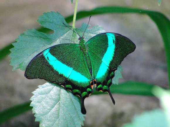 Top 10 Most Beautiful Butterflies In The World