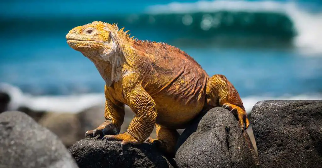 Top 10 Coolest Lizards In The World