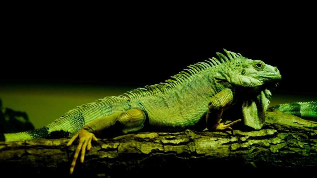 Top 10 Coolest Lizards In The World