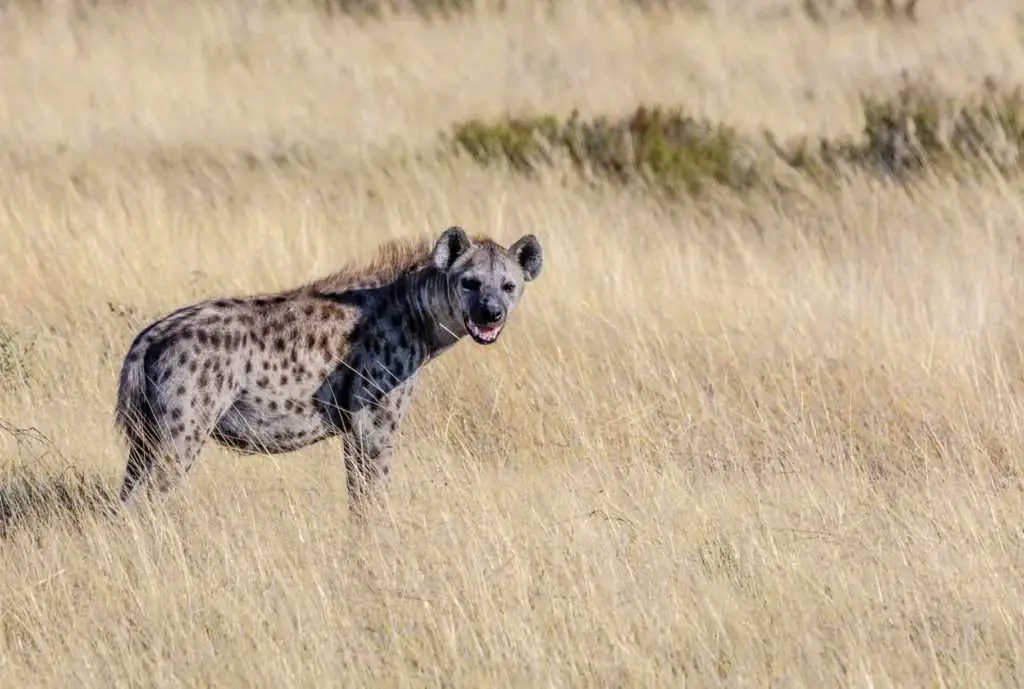 Top 10 Loudest Animals In The World