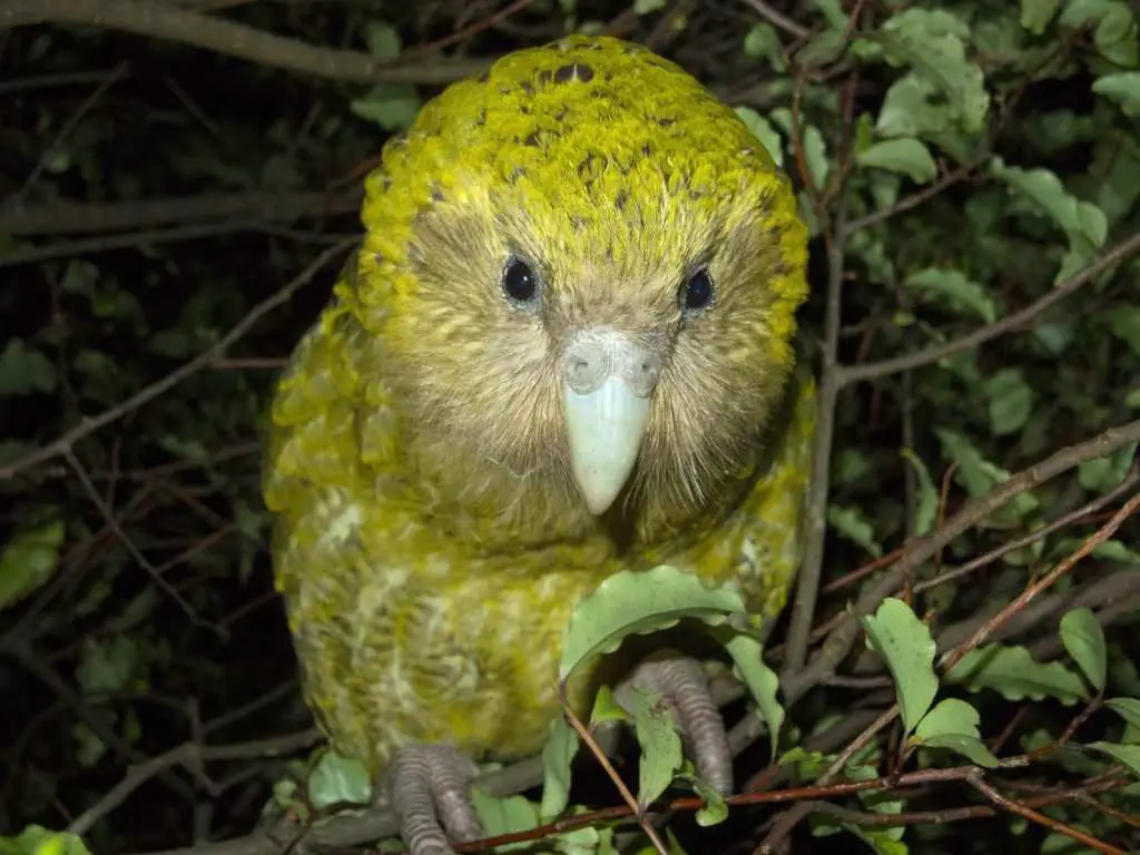 10 Loudest Animals In The World