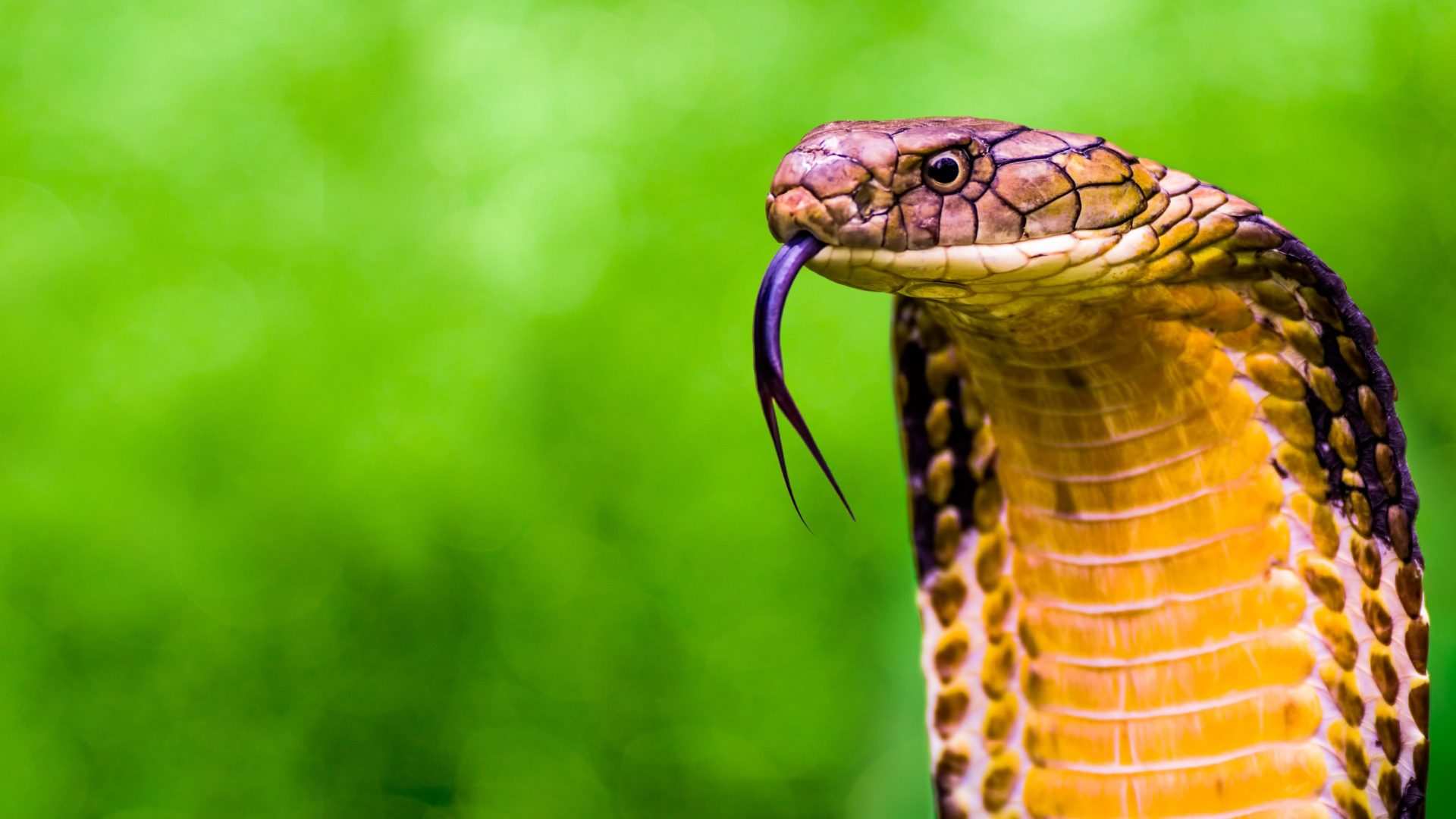 Top 10 Coolest Snakes In The World | World's Top Insider