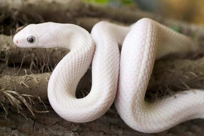 Top 10 Coolest Snakes In The World