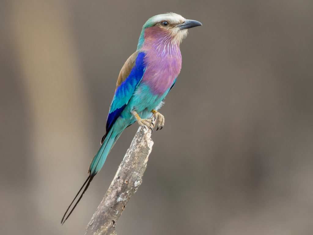 Top 10 Most Colorful Animals 