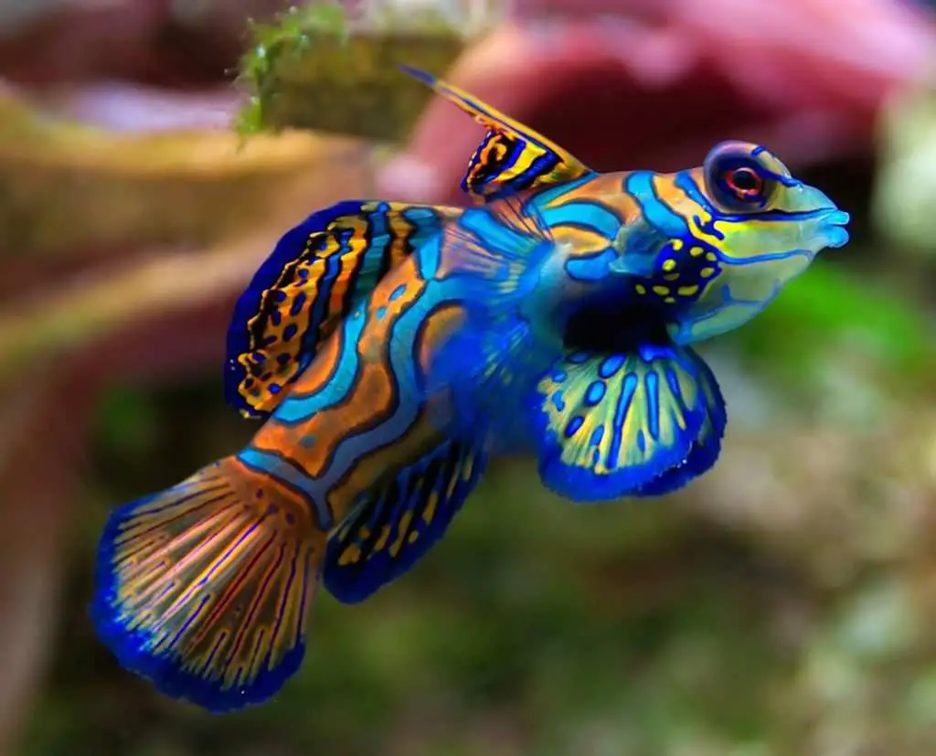 Top 10 Most Colorful Animals In The World
