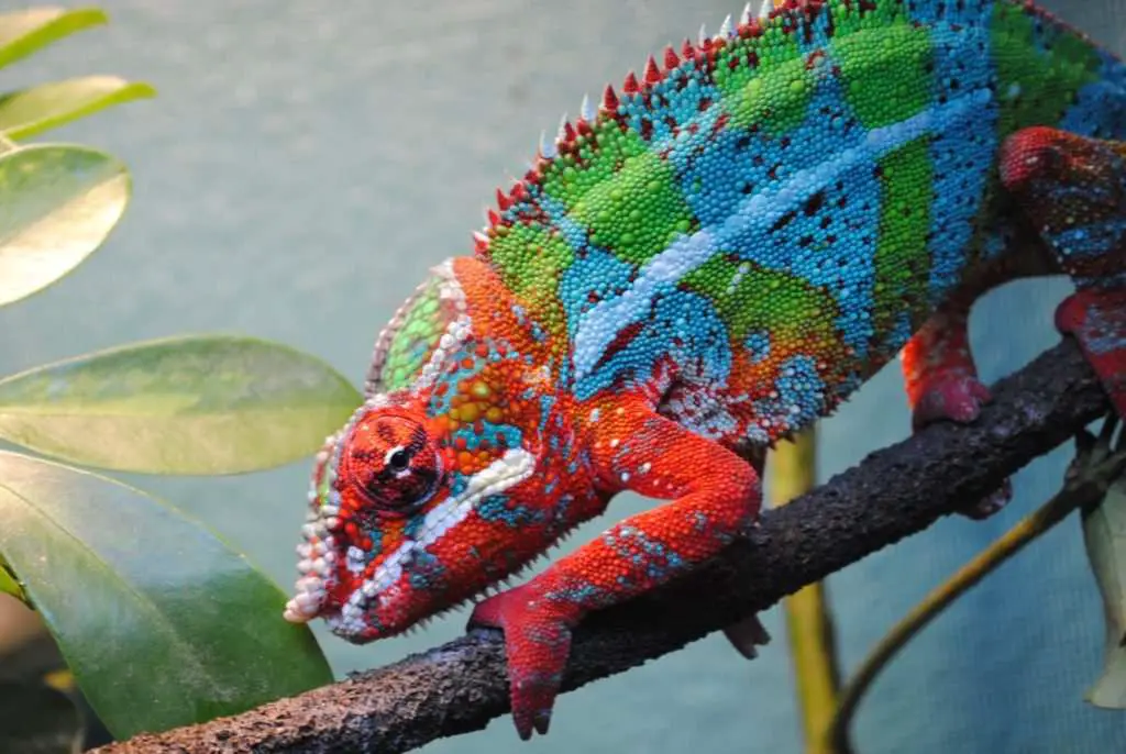 Top 10 Coolest Lizards