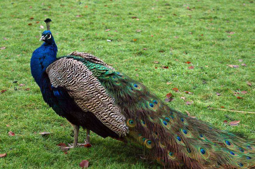 Most Colorful Animals In The World