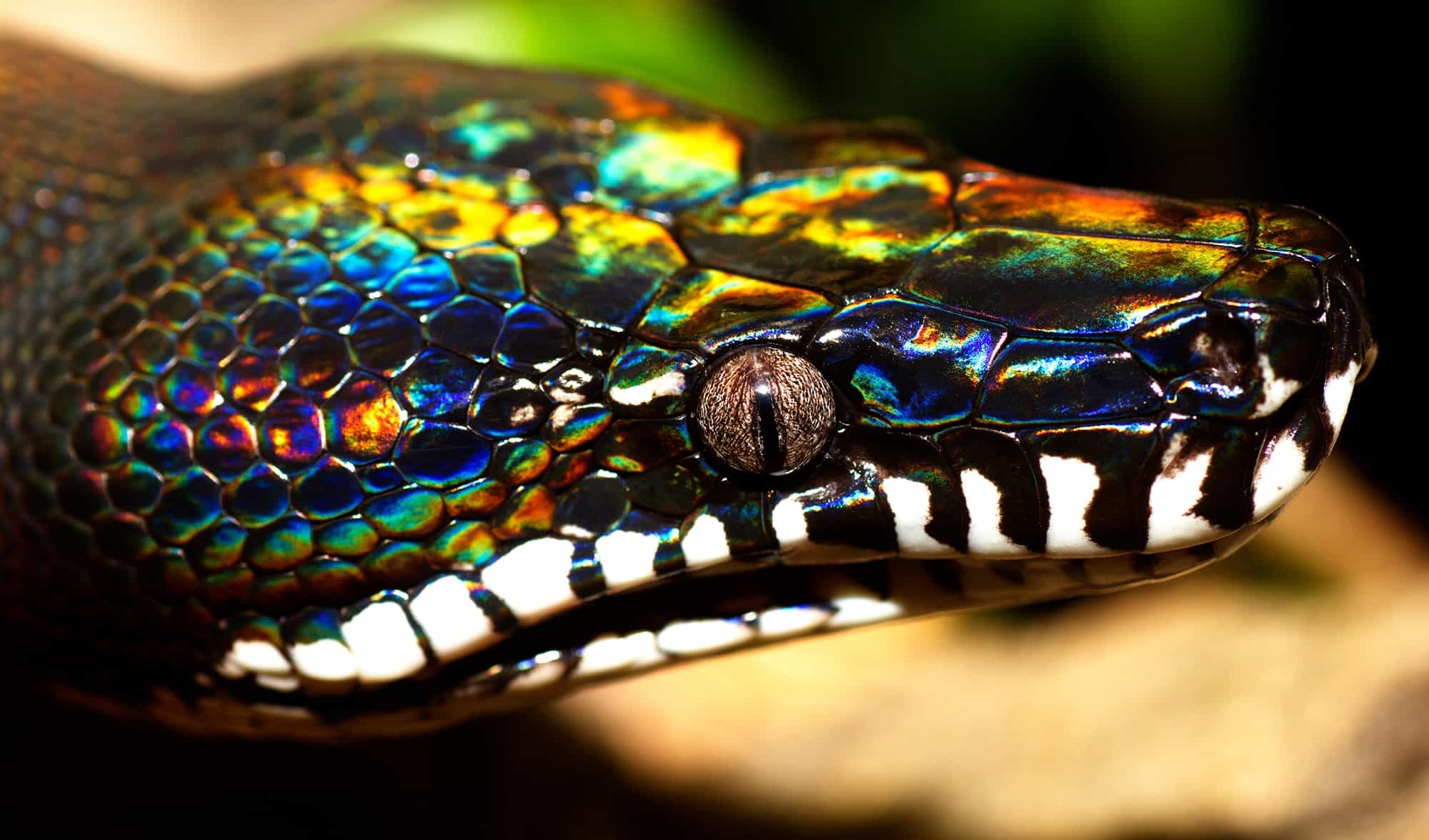 Top 10 Coolest Snakes In The World World S Top Insider   WHITE LIPPED PYTHON 