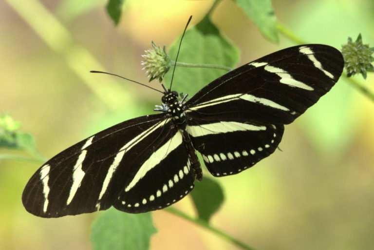 Top 10 Most Beautiful Butterflies In The World World's Top Insider
