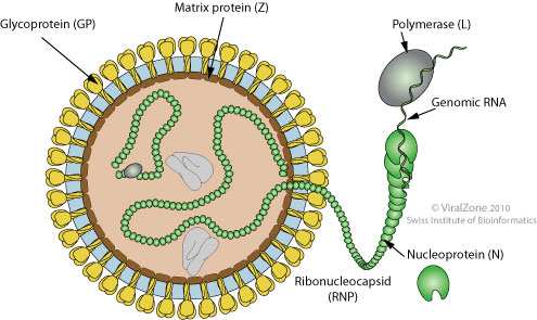 10 Deadly And Strong Viruses Of World