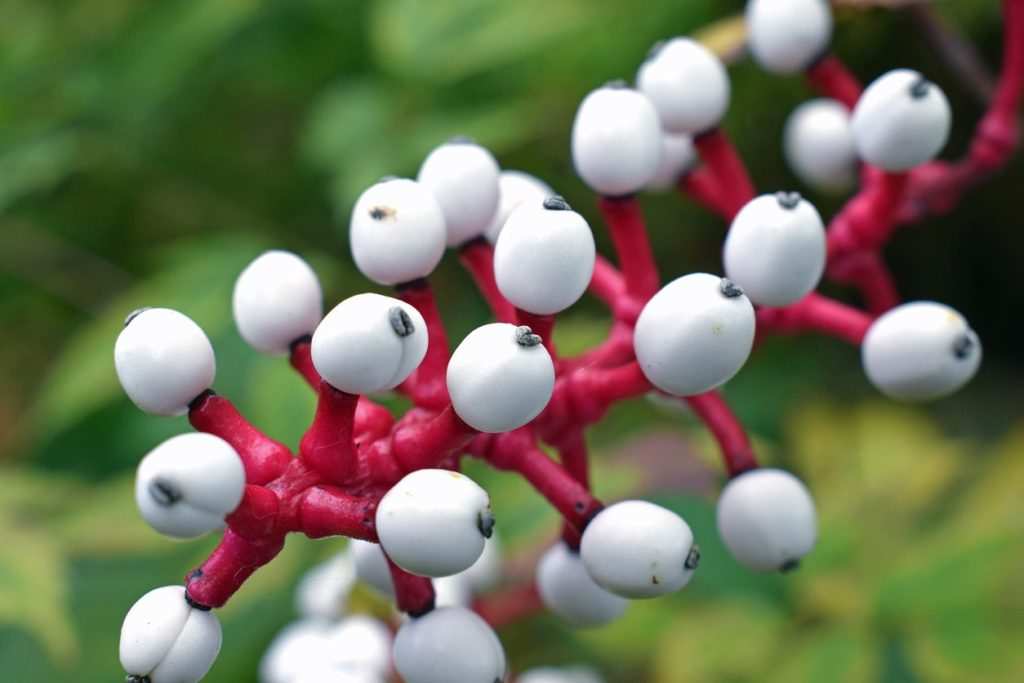 Top 10 Strangest Plants