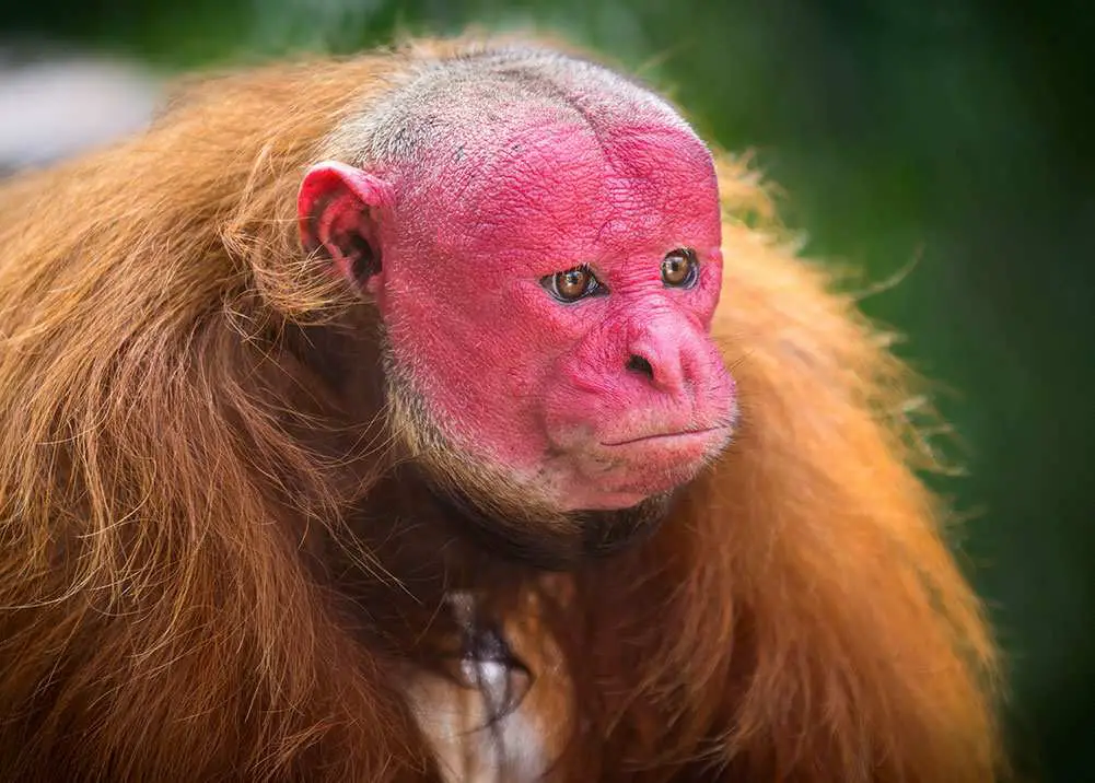 Top 10 Most Weirdest Monkeys