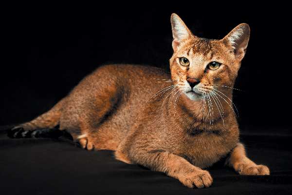  15 Largest Cats In The World