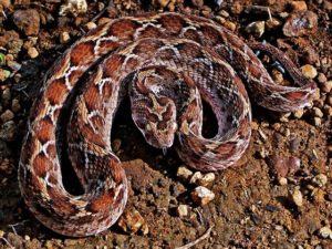 Carpet Viper Snake