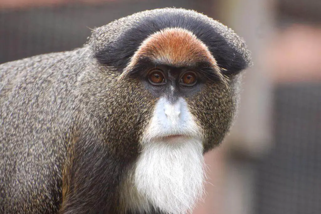 DE BRAZZA’S MONKEY Weirdest Monkeys Of All Time