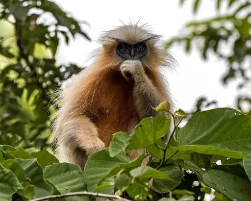 GEE’S GOLDEN LANGUR Weirdest Monkeys Of All Time