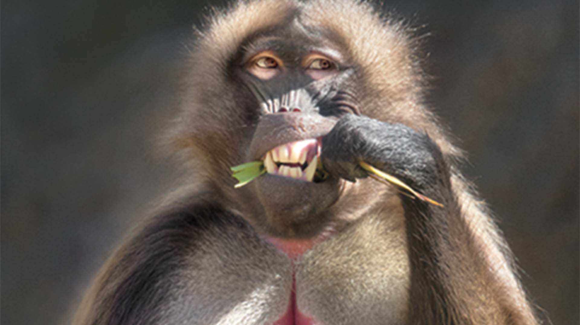 Top 10 Most Weirdest Monkeys Of All Time