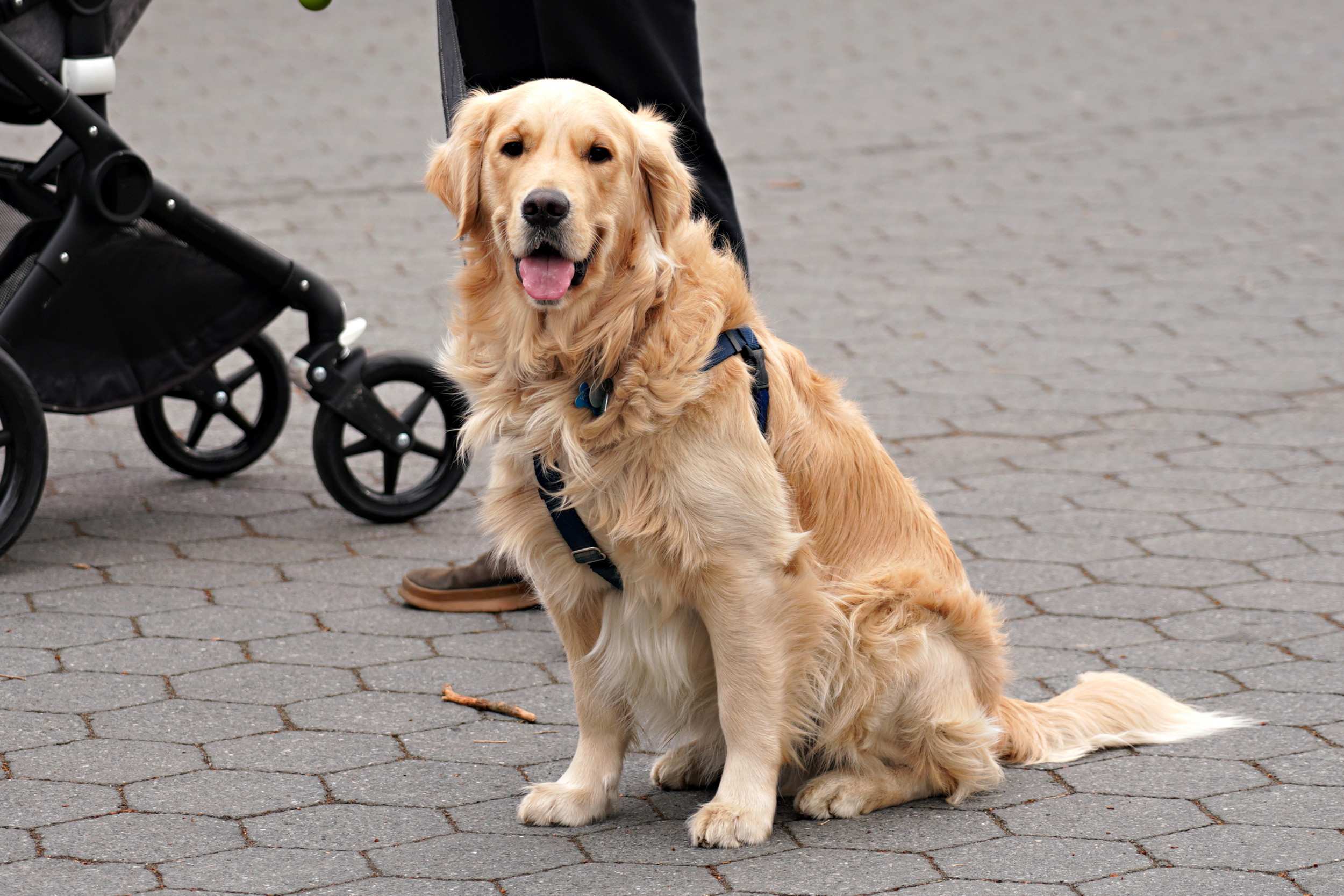 GOLDEN RETRIEVER Dogs Breed In The World