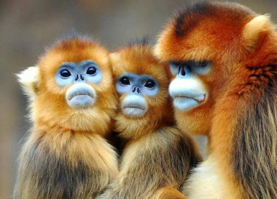  Weirdest Monkeys