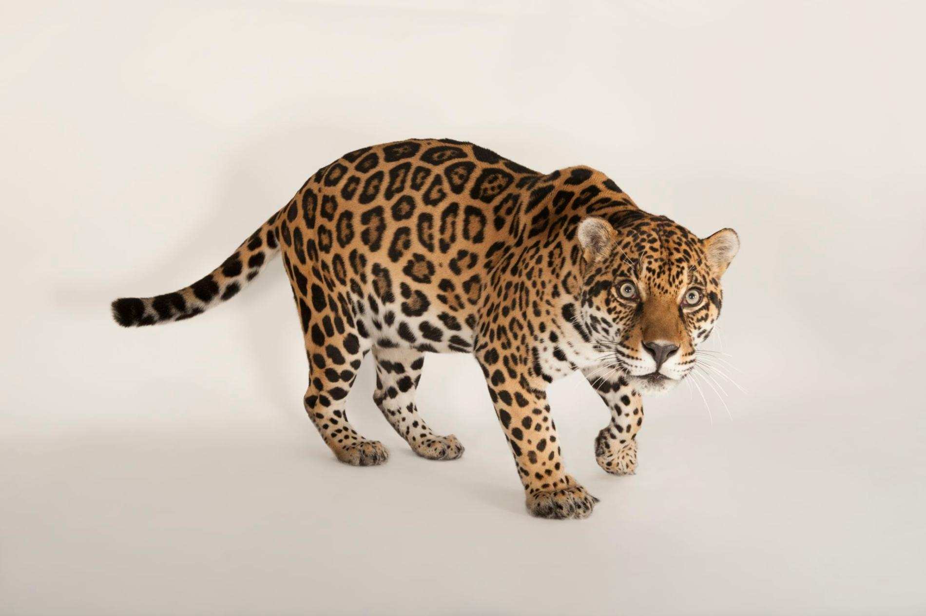 15 Largest Cats In The World