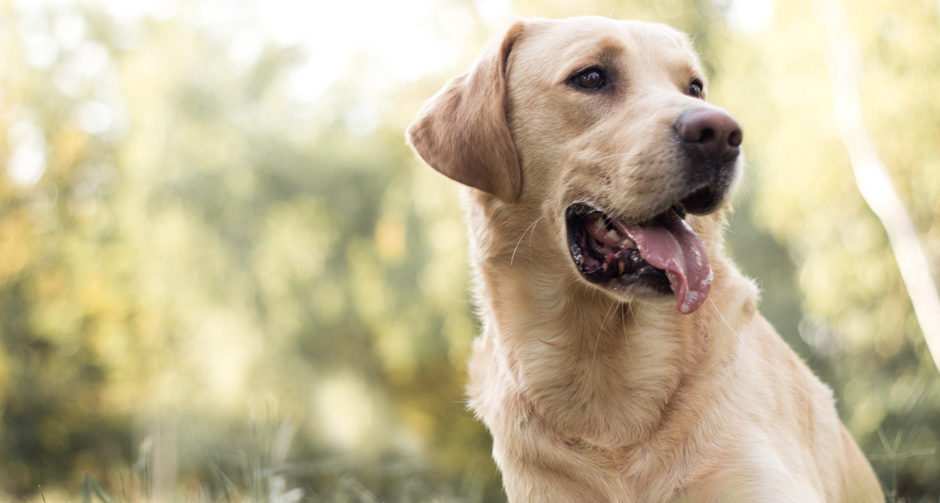 LABRADOR RETRIEVER Dogs Breed